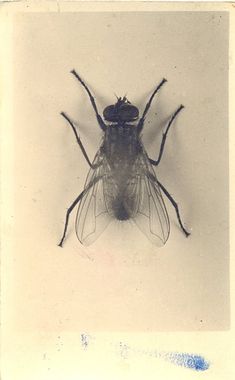 a fly sitting on top of a white surface