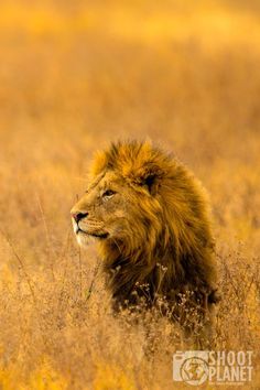 a lion sitting in the middle of tall grass