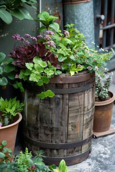 several potted plants sitting on the ground next to each other