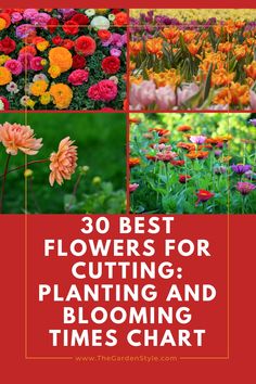 flowers for cutting, planting and blooming times chart with text overlay that reads 30 best flowers for cutting and blooming times chart