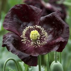 a black flower with yellow stamen in the center