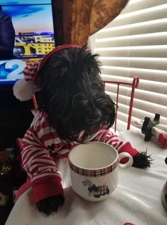 a small black dog sitting on top of a table next to a coffee cup and saucer