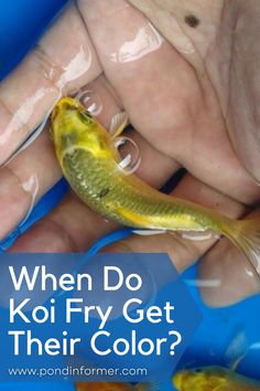 a person holding a fish in their hand with the words when do koi fry get their color?