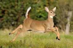 a young deer leaping in the air with it's front legs spread wide out