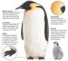 an image of a penguin with different parts labeled in it's body and description