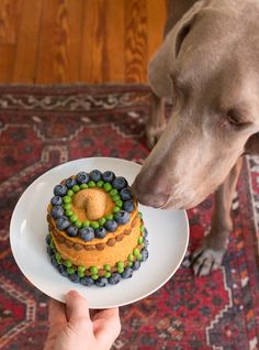 a dog sniffing the top of a cake on a plate with berries and blueberries