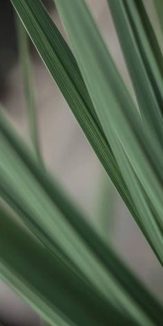 a close up view of some green leaves