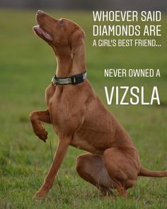 a brown dog sitting on top of a lush green field