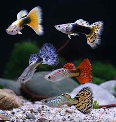 five different types of fish swimming in an aquarium