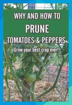 tomatoes and peppers growing in the garden with text overlay that reads, why and how to prune tomatoes & peppers grow your best crop ever