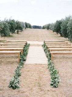 an outdoor ceremony setup with wooden benches and greenery on each side, in the middle of an olive grove