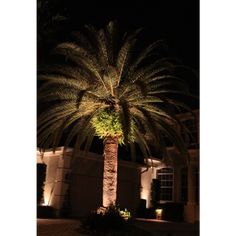 a palm tree lit up at night in front of a house