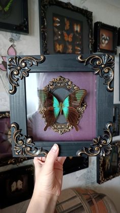 a person holding up a framed butterfly in their hand