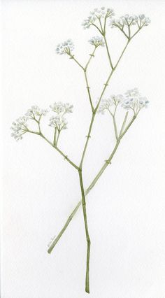 a drawing of some white flowers on a white background