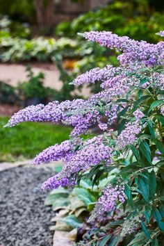 purple flowers are blooming in the garden