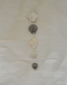 five seashells lined up in a row on a white sheet