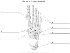 the bones of an ankle and foot