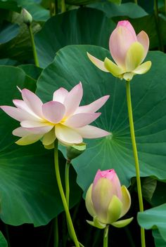 two pink and yellow flowers are in the middle of green leaves