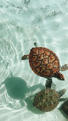 a sea turtle swimming in the water