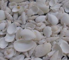 many white seashells are scattered on the ground