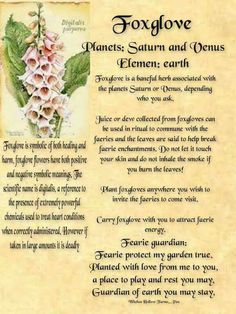 Foxglove Spell Herbs, Psychic Eye, Witch Board, Magickal Herbs, Wiccan Crafts, Magia Das Ervas, Witch Garden