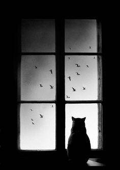 a black and white photo of a cat sitting in front of a window with birds flying around