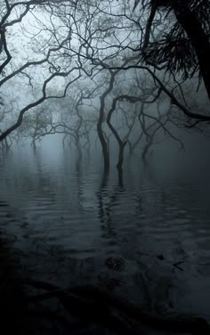 trees are reflected in the water on a foggy day with no one around them