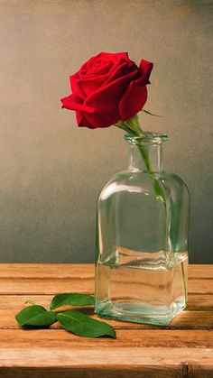 a single red rose sitting in a glass vase on a wooden table with green leaves