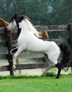 a white and black horse jumping over a wooden fence in an enclosed area with green grass