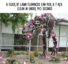 an image of a dinosaur skeleton with pink flamingos on it's back legs