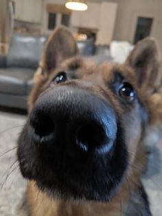 a close up of a dog's face looking at the camera