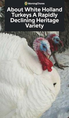 two turkeys are standing next to each other with the words about white holland, turkeys a rapidly declining heritage variety