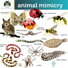 This 84 piece Animal Mimicry clip art set will help teach students how animals use both batesian and mullerian mimicry to capture food or to defend themselves. Show students how animals mimic other animals through markings, shapes, colors, and more. This set will help introduce students to several animals that use these adaptions for survival. It includes the mimic octopus which uses several of these attributes to mimic multiple animals. It also includes the ladybird spider, the hover fly, the s Mimicry Animal, Animal Mimicry, Ladybird Spider, Biomimicry Design, Yellow Jacket Wasp, Mimic Octopus, Animal Types, Animal Infographic, Victorian Christmas Cards