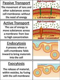 four different types of transport in the body, including cell membranes and cellular systems