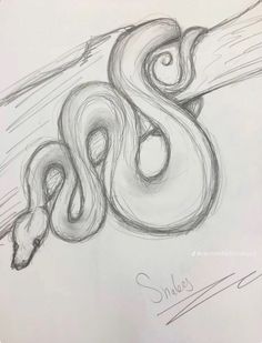 a pencil drawing of a snake on paper