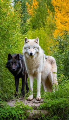 two white and black wolf standing next to each other on a forest trail with trees in the background