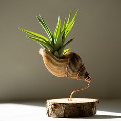 Tillandsia (luchtplant) Abdita in een Terschellinger Wulk. Kies je schelpmaat in de webshop! Air Plants Decor, نباتات منزلية, Seni Dan Kraf, Deco Nature, Shell Crafts Diy, House Plants Decor, Beach Crafts, Seashell Crafts, Deco Floral