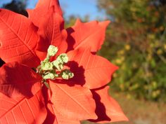 a red poinsettia flower with green leaves in the foreground and trees in the background