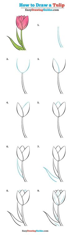 how to draw a tulip step by step instructions