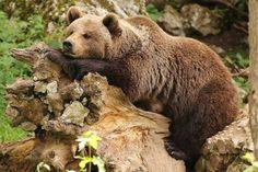 a large brown bear sitting on top of a tree stump