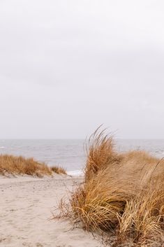 the grass is blowing in the wind on the beach