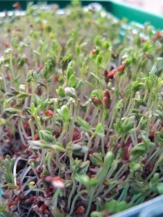 small plants are growing in a plastic container