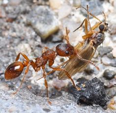 two brown ants walking on top of a rocky ground next to a rock and another insect