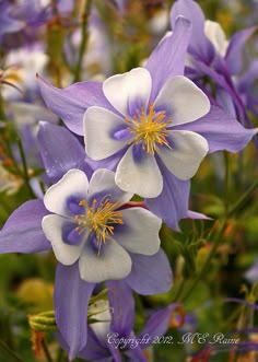 purple and white flowers with yellow stamens