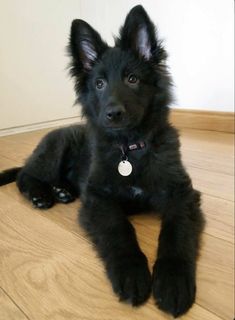 a small black dog laying on top of a wooden floor