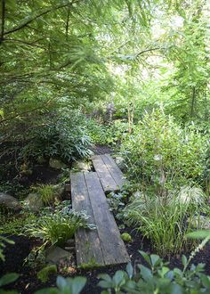 a wooden bench sitting in the middle of a forest filled with lots of green plants