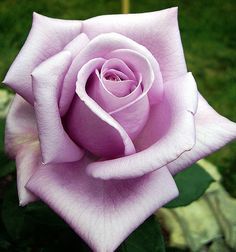 a pink rose with green leaves in the background