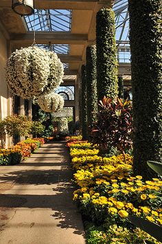 a walkway lined with lots of flowers and plants next to tall trees in a building