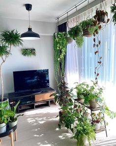 a living room filled with lots of plants next to a flat screen tv mounted on a wall