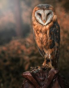 an owl sitting on top of a tree stump